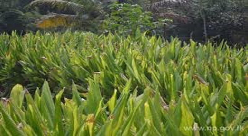 முரசுமோட்டையில் மஞ்சள் அறுவடை விழா! மாகாண நிதி ஒதுக்கீட்டில் விவசாயி சாதனை.