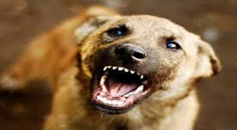 "வெப்பத்தினால் நாய்க்கு விசர் ஏற்படாது" - சமூக ஊடக வதந்திகளுக்கு CMC முற்றுப்புள்ளி.