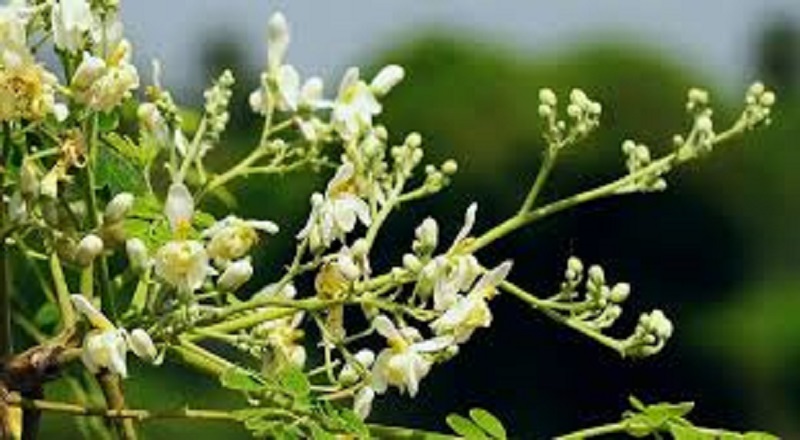 நுண் பிளாஸ்டிக் மாசைக் கட்டுப்படுத்தும் 'அதிசய மரம்': விஞ்ஞானிகளின் புதிய கண்டுபிடிப்பு!