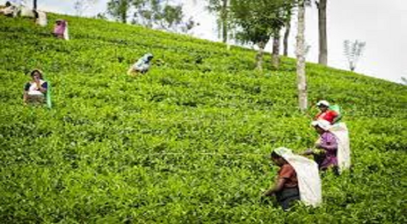 நாடாளுமன்ற தீர்மானங்களையும் மீறி அநீதி: வெலிமடையில் தொழிலாளர்கள் மீது கொடூர தாக்குதல்!