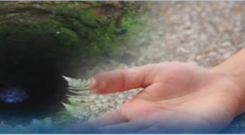யாழ்ப்பாணத்தில் சோகம்: காணாமல் போன 6 வயது சிறுவன் கிணற்றில் சடலமாக மீட்பு!