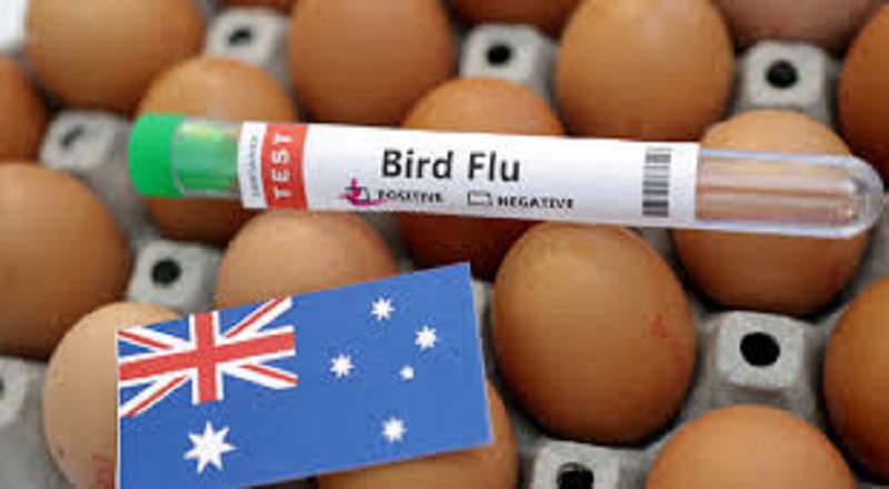 அவுஸ்திரேலியாவை அச்சுறுத்தும் H5N1 வைரஸ்!