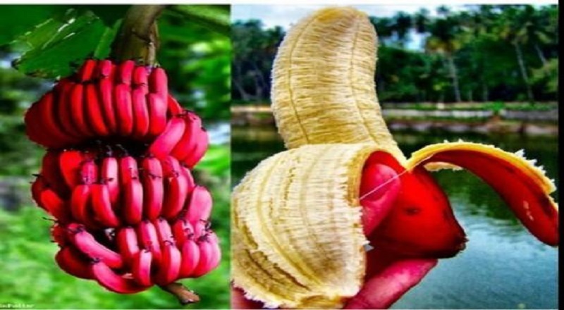 செவ்வாழை பழத்தின் அற்புத மருத்துவ நன்மைகள்!