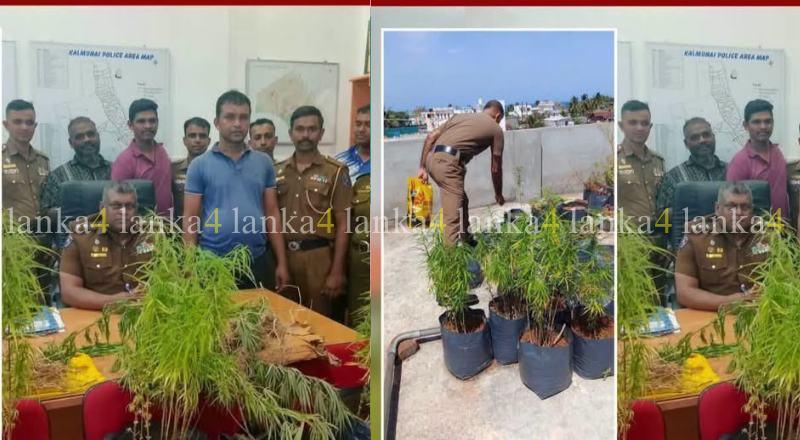 கல்முனையில் இடியப்ப விற்பனை போர்வையில் கஞ்சா விற்பனை!
