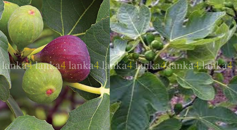அத்தி இலைக்கும் மருத்துவப் பயன்களா? – பாரம்பரிய அறிவைத் தேடும் பயணம்!