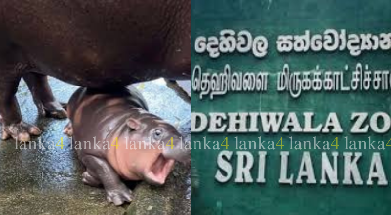 குட்டி நீர்யானைக்கு பெயர் வைக்கலாம் – பொதுமக்களுக்கு அழைப்பு