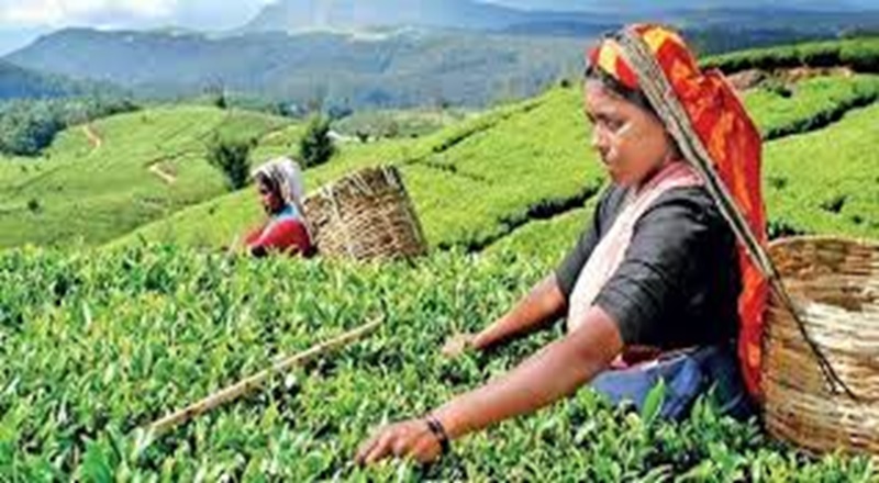 இலங்கை தேயிலை விலை வீழ்ச்சி!