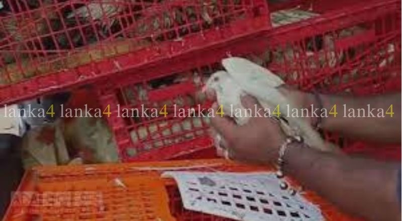 கற்பிட்டியில் 200 புறாக்களுடன் 4 பேர் கைது!