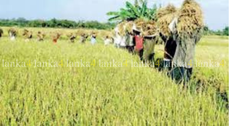 நெல் உற்பத்திக்கு அரசாங்கத்தின் புதிய திட்டம் – 8 இலட்சம் ஹெக்டேர் இலக்கு!