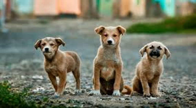 தெருநாய்களால் அதிகரிக்கும் வீதி விபத்துகள்!