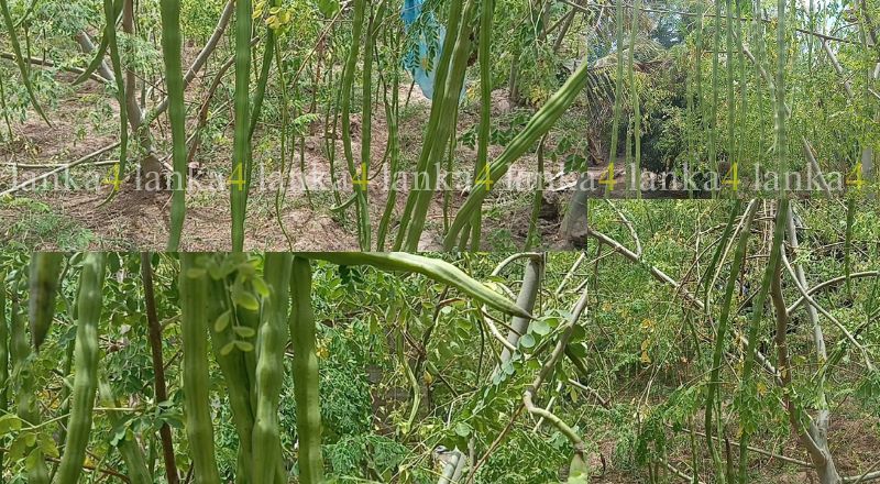 முருங்கைக்காயின் விலையில் வீழ்ச்சி