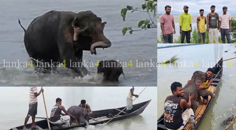 நீரோட்டத்தில் அடித்துச் செல்லப்பட்ட யானைக் குட்டி பத்திரமாக மீட்பு!