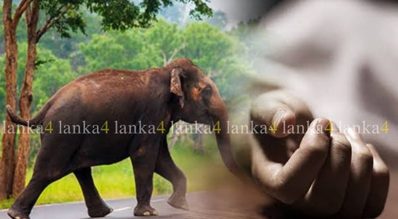 யானை தாக்குதலுக்கு இலக்காகி குடும்பஸ்தர் பலி