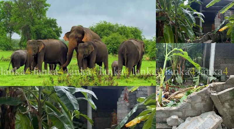 செட்டிபாளையத்திற்குள் அதிகாலையில் புகுந்த காட்டு யானைகள்; அச்சத்தில் கிராம மக்கள்!