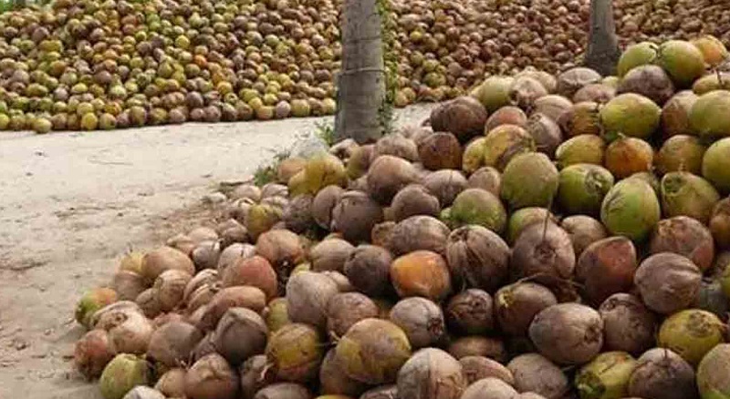 தேங்காய் தட்டுப்பாட்டிற்கு அதிக வெப்பமே காரணம்!