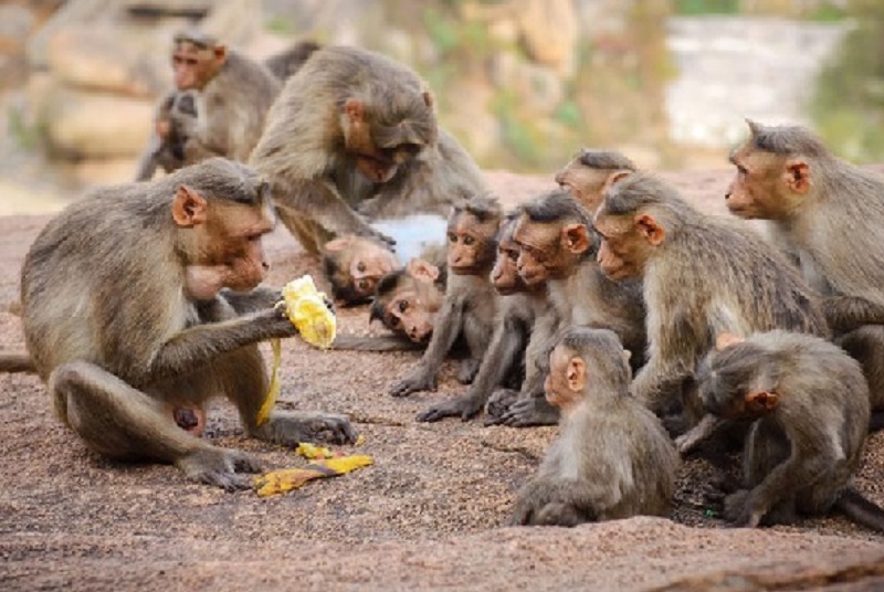 இலங்கையில் முதல் முறையாக குரங்குகள் கணக்கெடுப்பு!