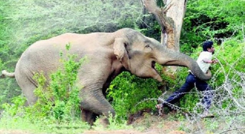 காட்டு யானையுடன் செல்ஃபி எடுக்க முயன்ற போது யானை மிதித்ததில் இளைஞர் உயிரிழப்பு