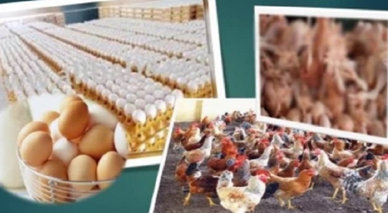 முட்டை மற்றும் கோழி இறைச்சி விலையில் ஏற்படவுள்ள மாற்றம்