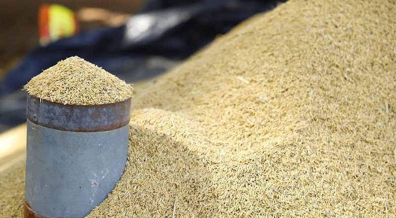 எதிர்வரும் 26ஆம் திகதி முதல் நெல் சந்தைப்படுத்தல் சபையினூடான அரச கொள்வனவு ஆரம்பம்!