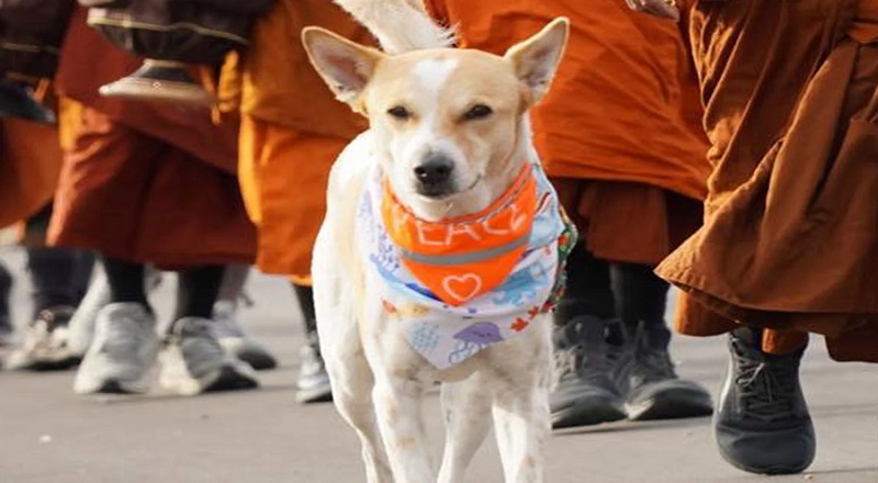 பௌத்த பிக்குகளின் “அமைதிக்கான நடைப் பயணத்தில்” இணையும்  'அலோகா'